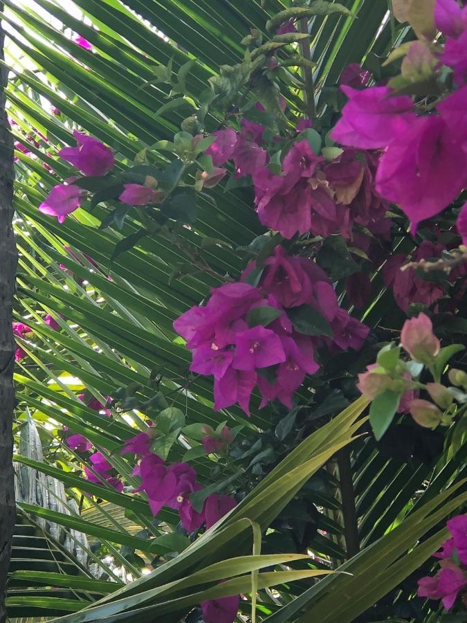 Habitation Baliache - Maison Creole Avec Jardin Privatif, Plage A 200M デエエ エクステリア 写真